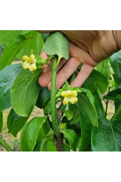 Хурма ’Гора Говерла’ цветение